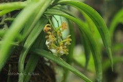 Cleisostoma tenuifolium